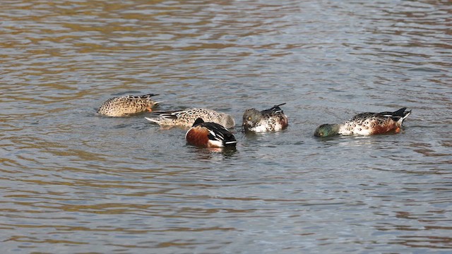 Northern Shoveler - ML611062375