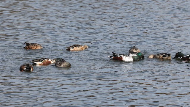 Northern Shoveler - ML611062401