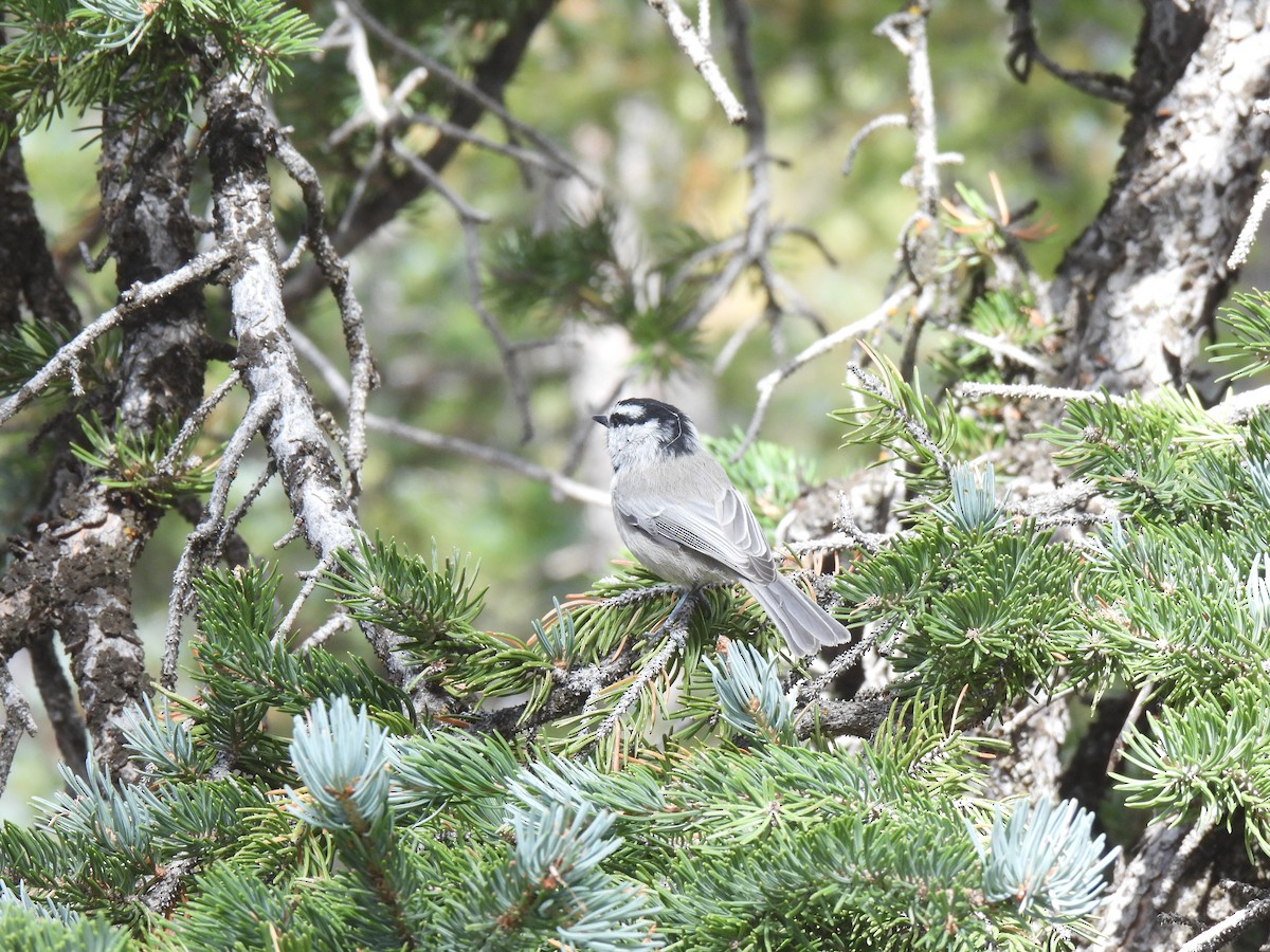 Mountain Chickadee - ML611062435