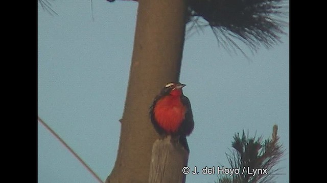 Long-tailed Meadowlark - ML611062452