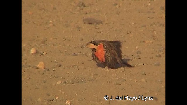 Long-tailed Meadowlark - ML611062453