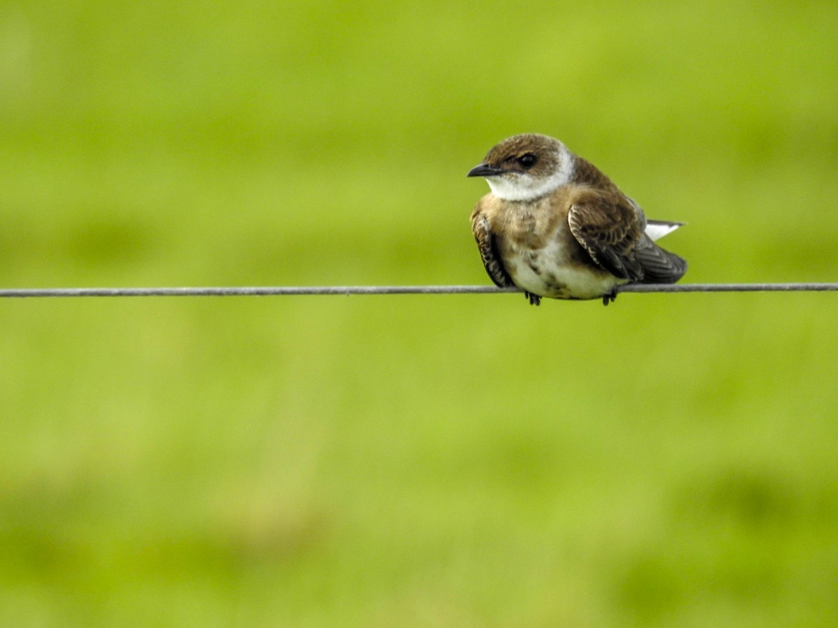 Brown-chested Martin - ML611062477