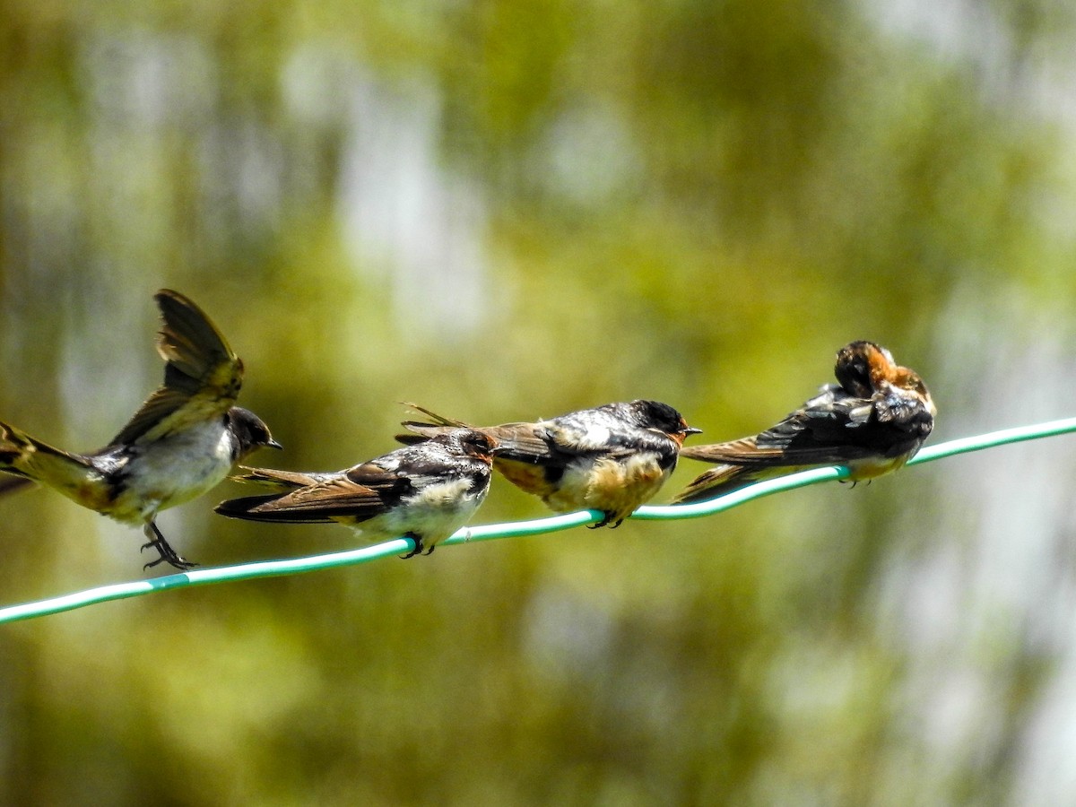 Barn Swallow - ML611062486