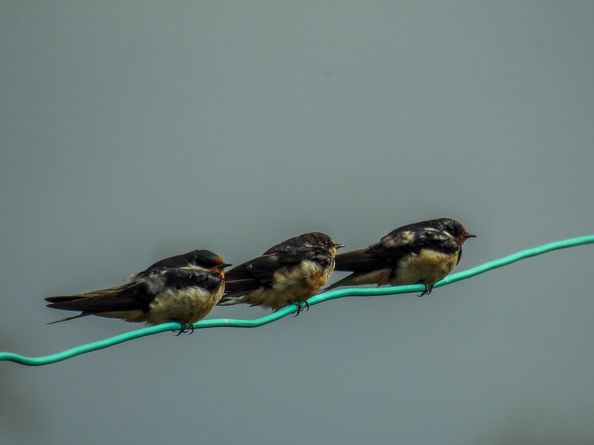 Barn Swallow - ML611062487