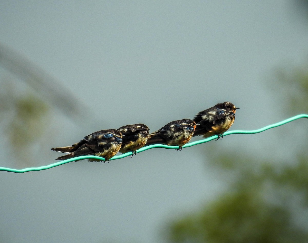 Barn Swallow - ML611062488