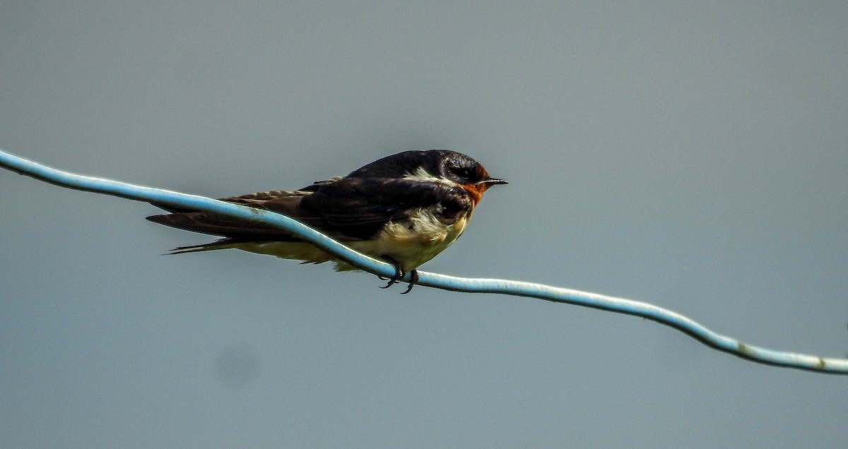 Barn Swallow - ML611062489