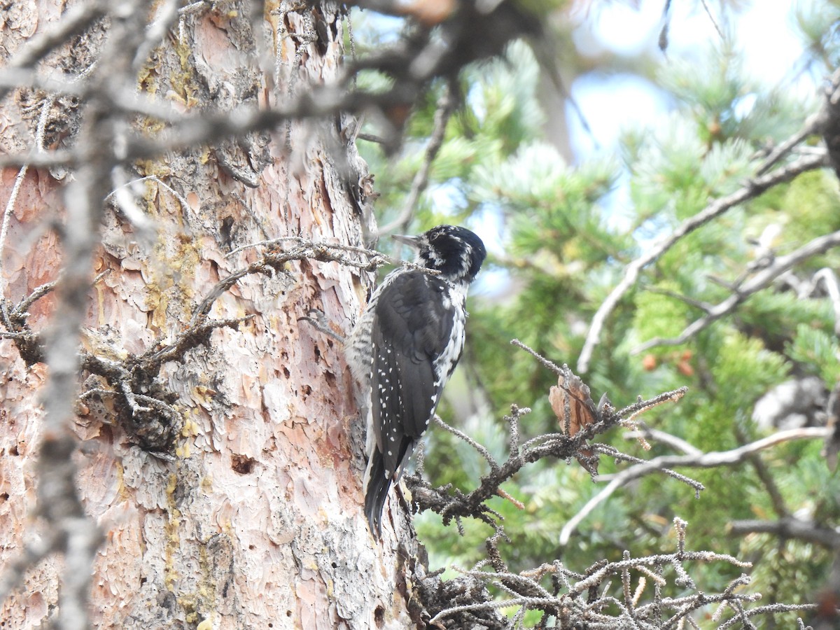 American Three-toed Woodpecker - ML611062497