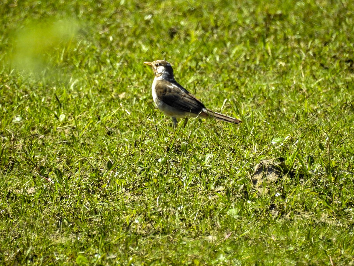 Rufous-bellied Thrush - ML611062499