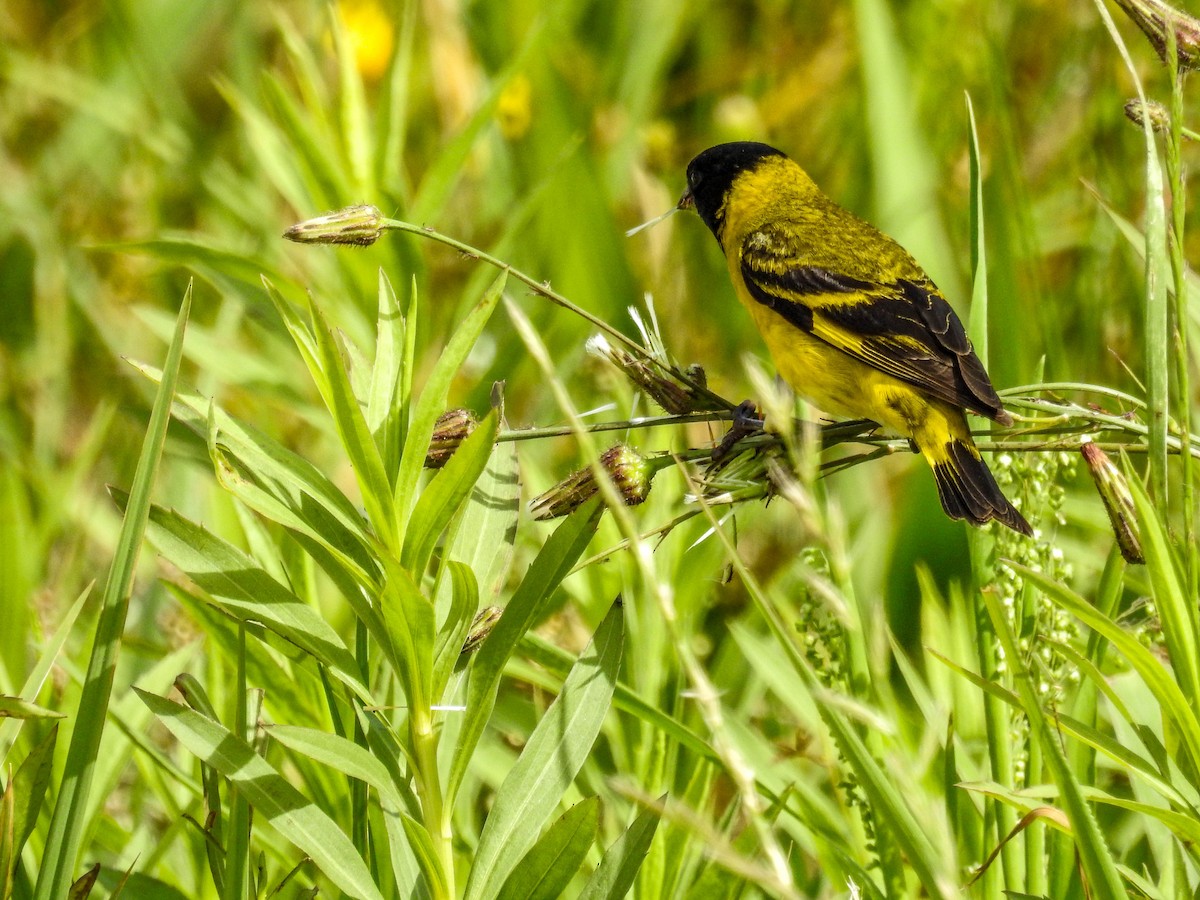 Hooded Siskin - ML611062504