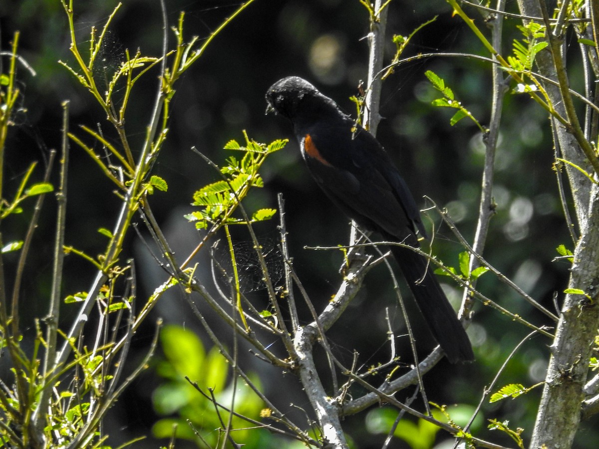 Variable Oriole - ML611062516