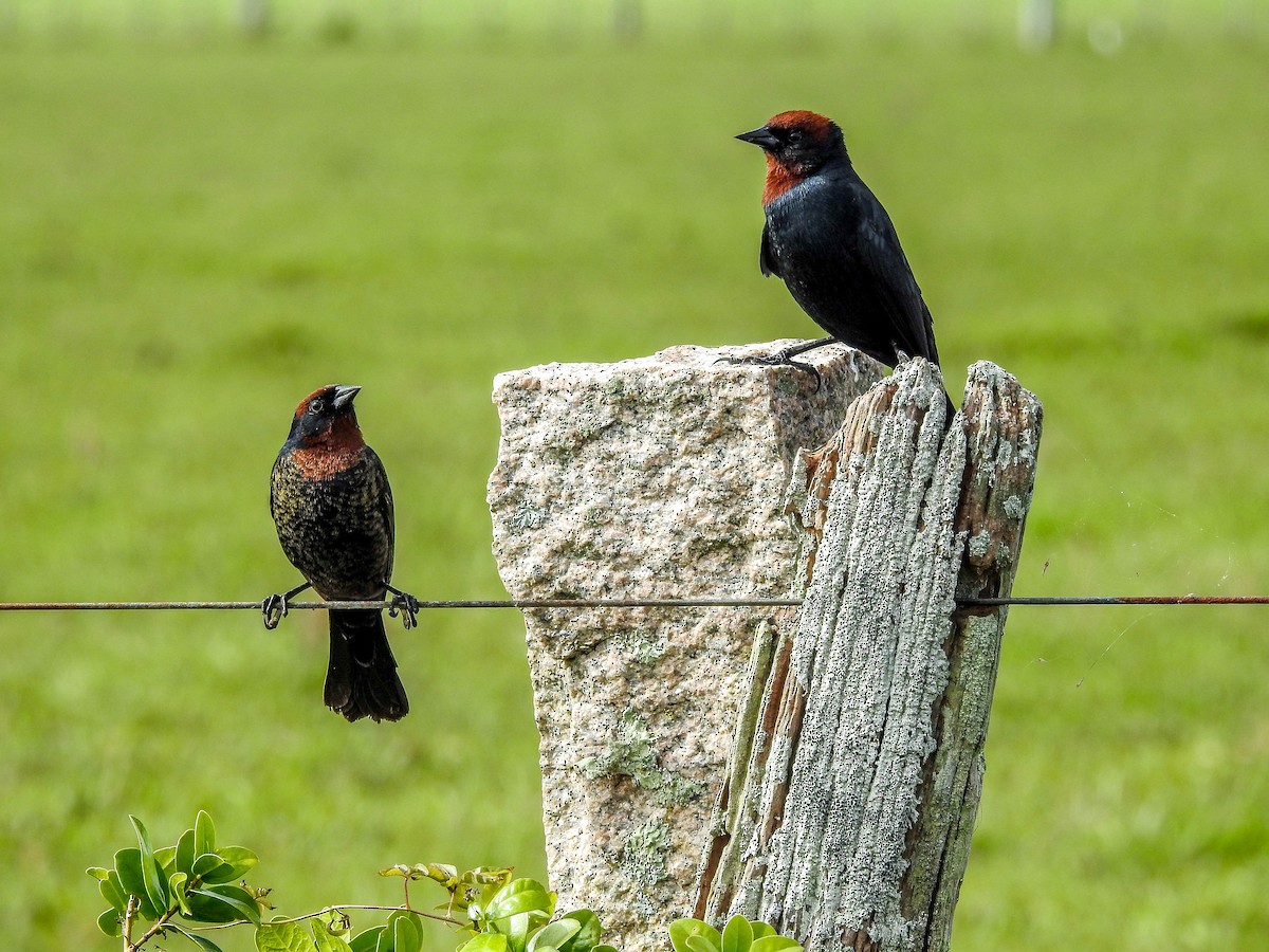 Chestnut-capped Blackbird - ML611062523