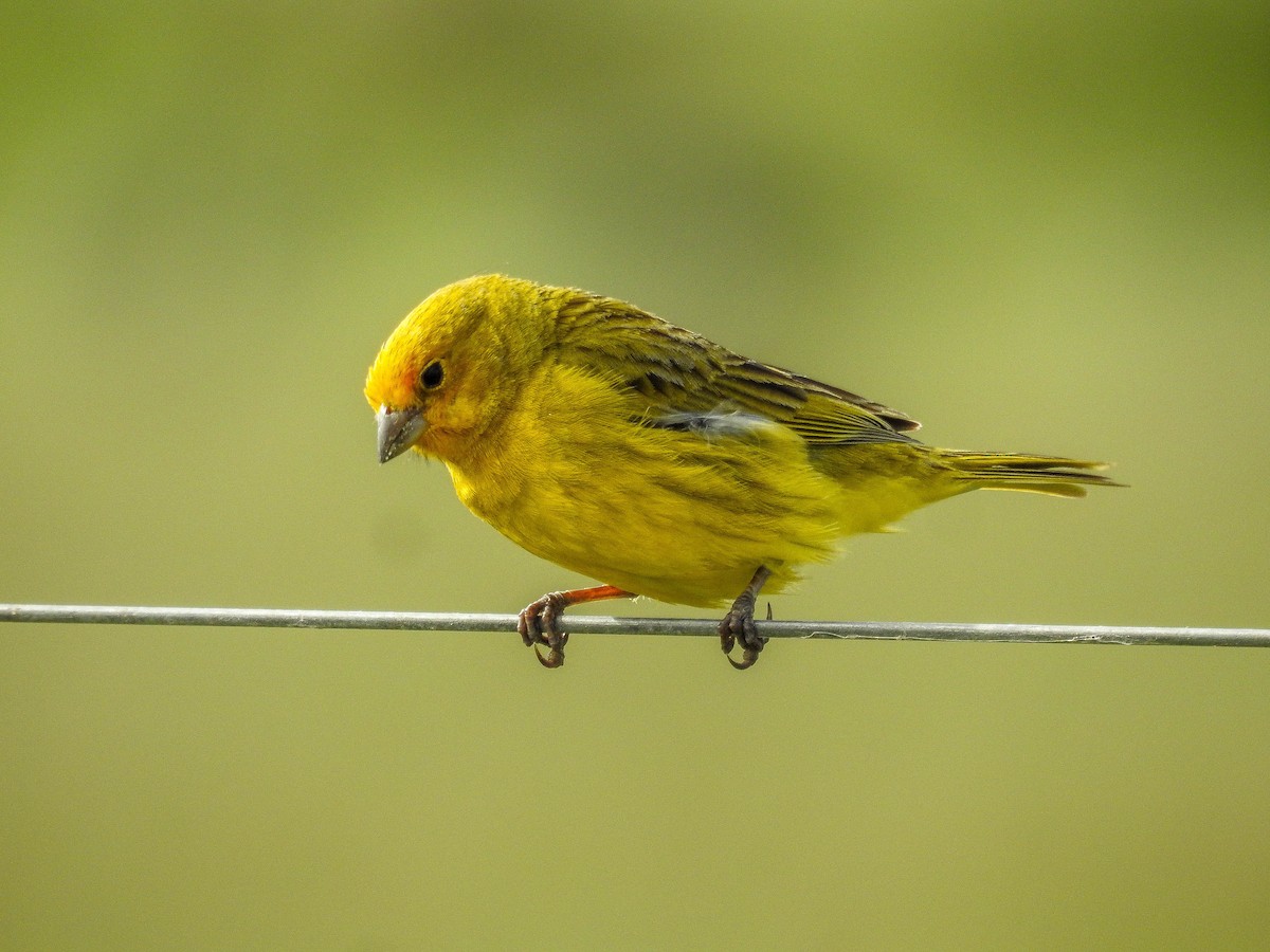 Saffron Finch - ML611062534