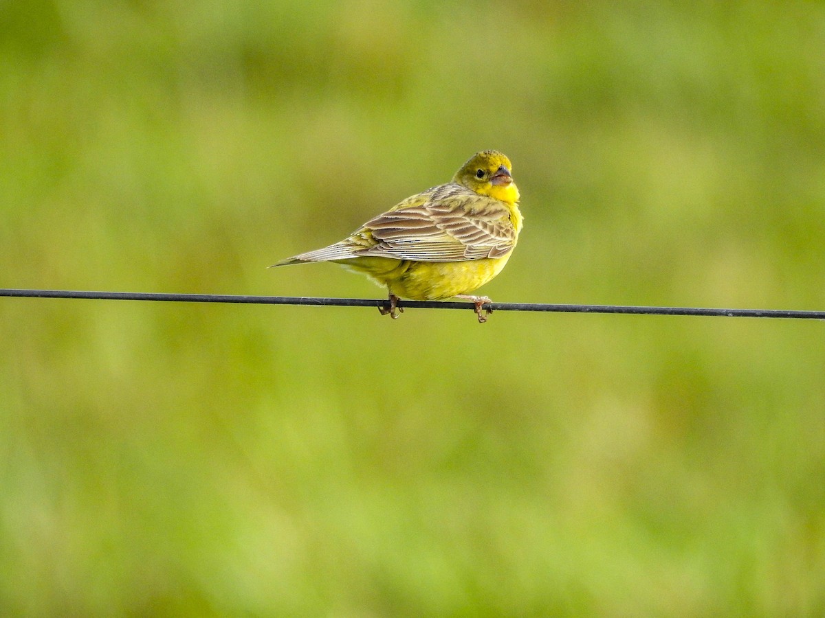 Grassland Yellow-Finch - ML611062535