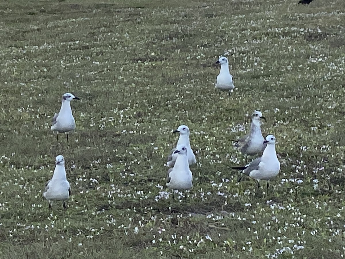 Laughing Gull - ML611062569