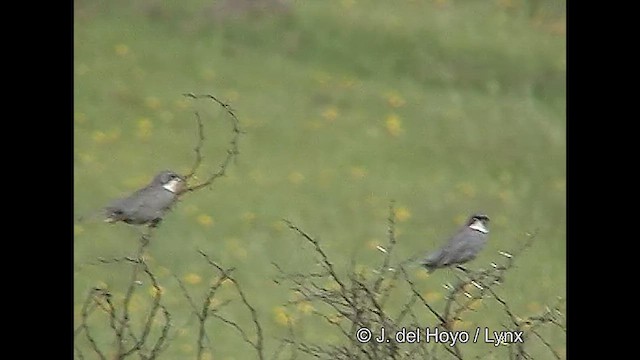 Діука південна - ML611062571