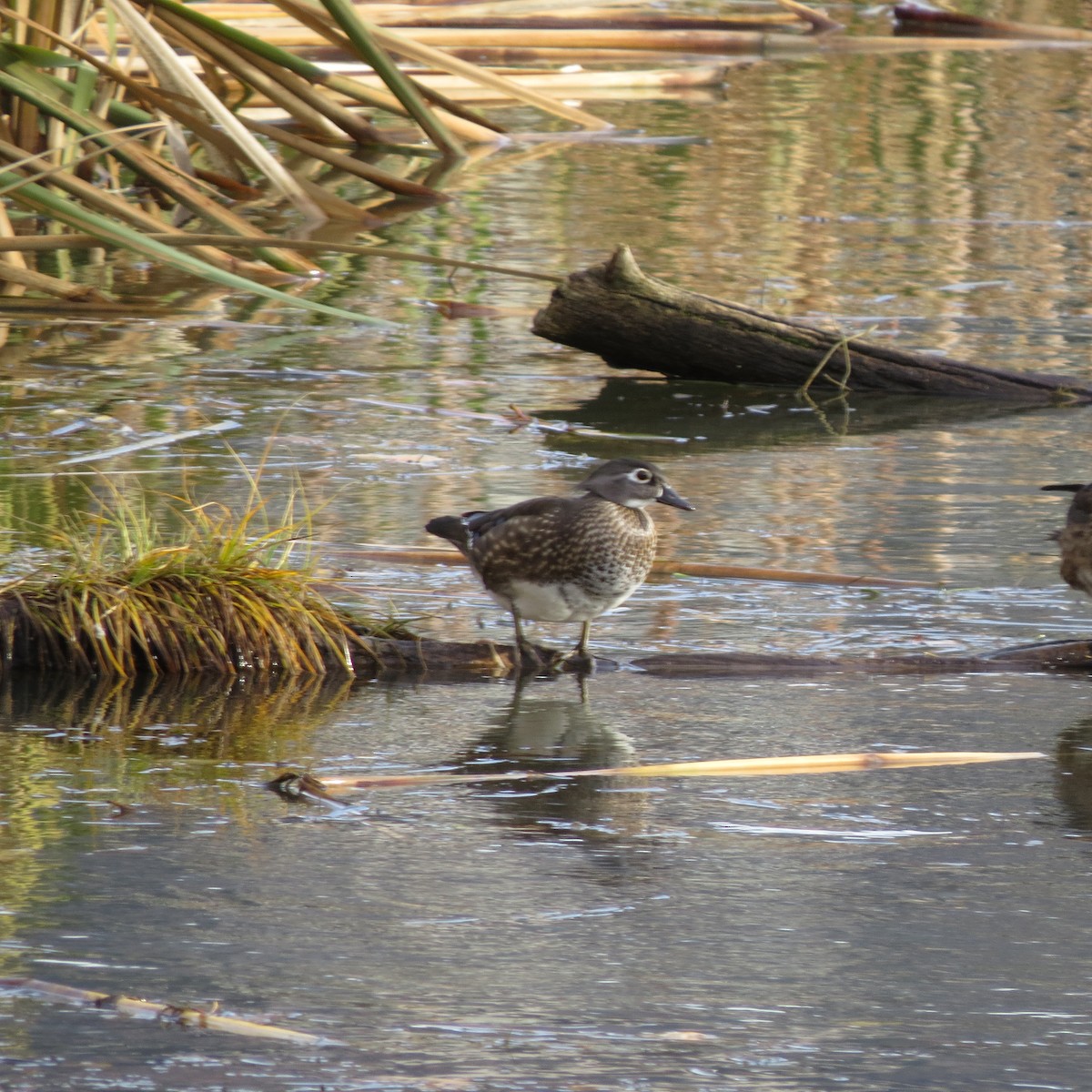 Wood Duck - ML611062575