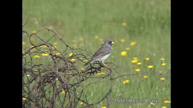 Вівсянчик смугохвостий - ML611062577