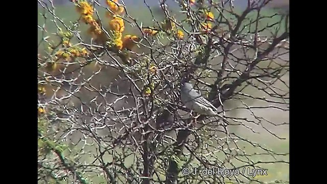 Band-tailed Sierra Finch - ML611062578
