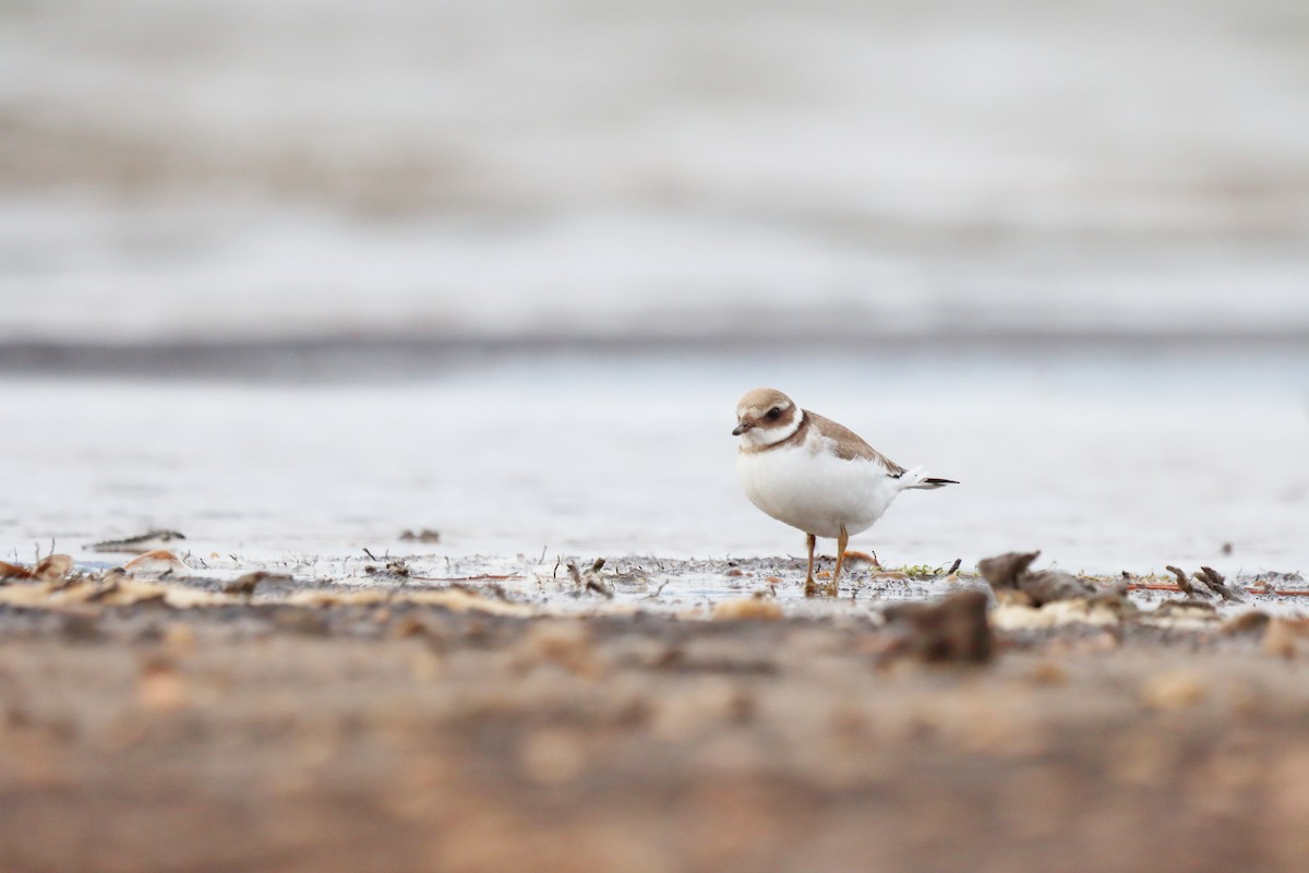 Common Ringed Plover - ML611062638