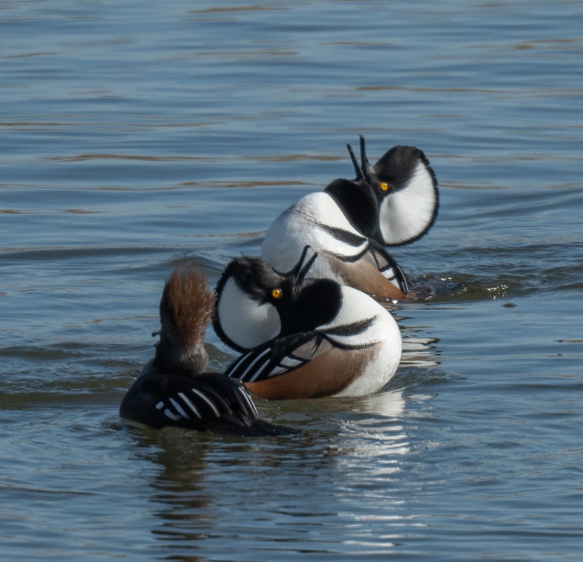 Hooded Merganser - Connie Misket