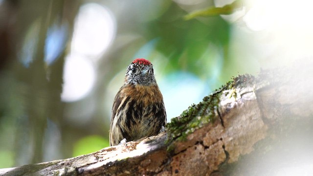 Mottled Piculet - ML611062653