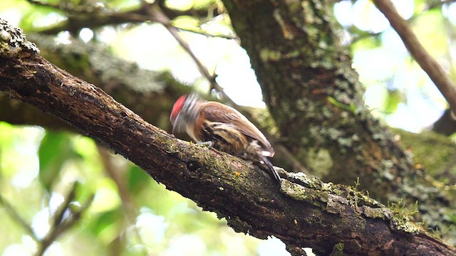 Mottled Piculet - ML611062654