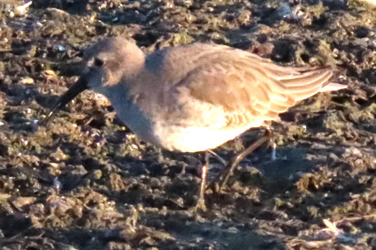 Dunlin - ML611062695