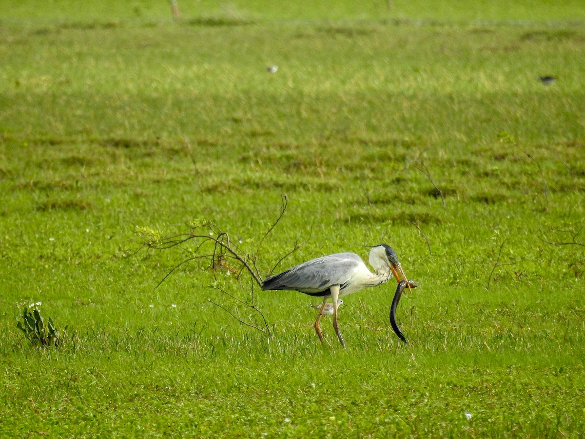 Cocoi Heron - ML611062718