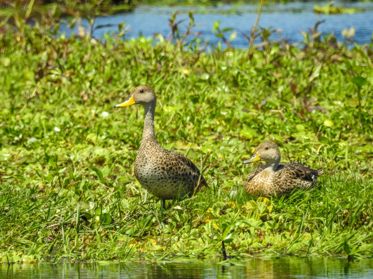 Yellow-billed Pintail - Luis  Weymar Junior