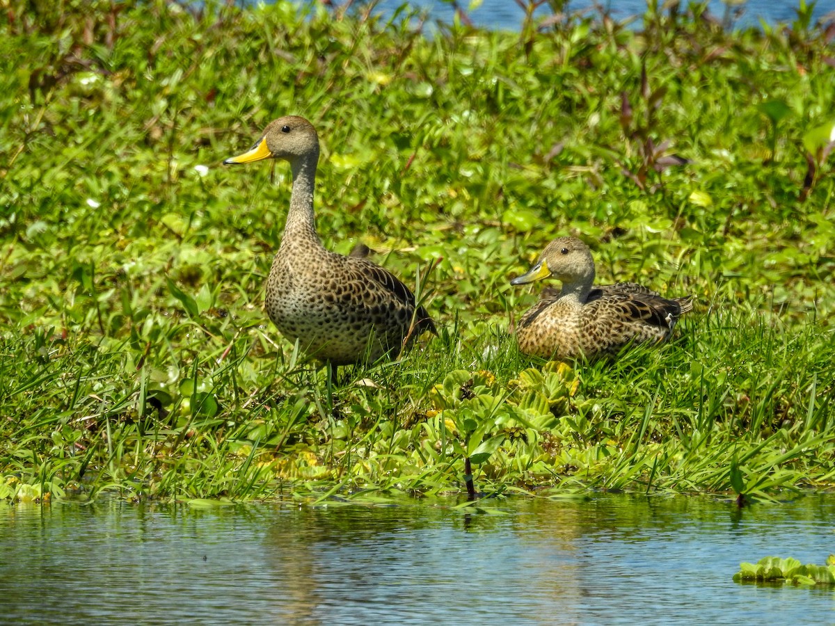 Yellow-billed Pintail - ML611062727