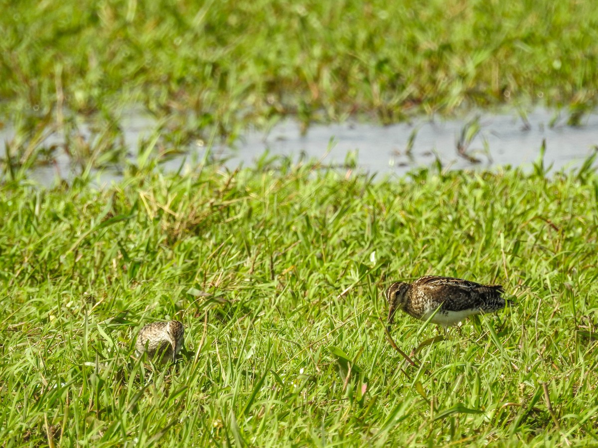 Pantanal Snipe - Luis  Weymar Junior