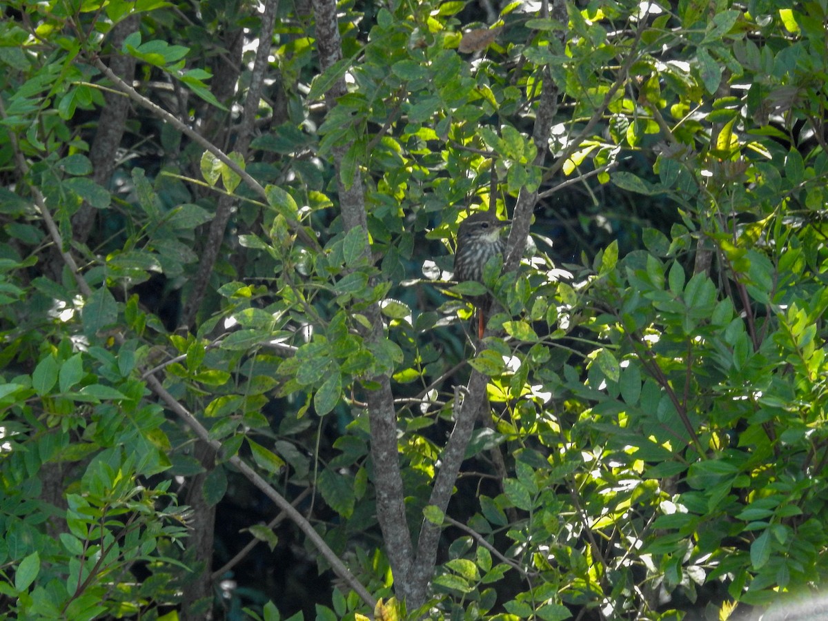 Buff-browed Foliage-gleaner - ML611062754