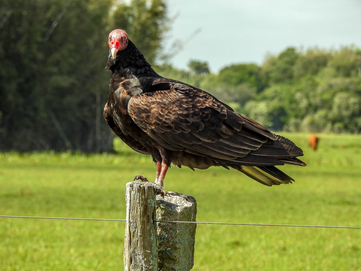 Turkey Vulture - ML611062758