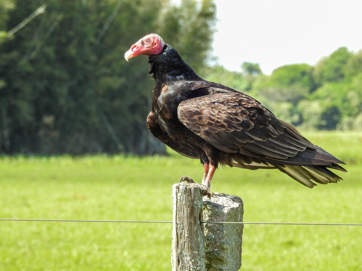 Turkey Vulture - ML611062759