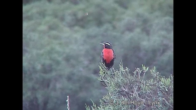 Long-tailed Meadowlark - ML611062776