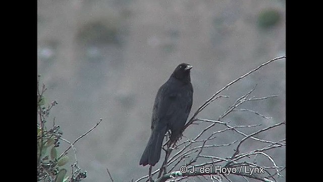 Tordo Patagón - ML611062794