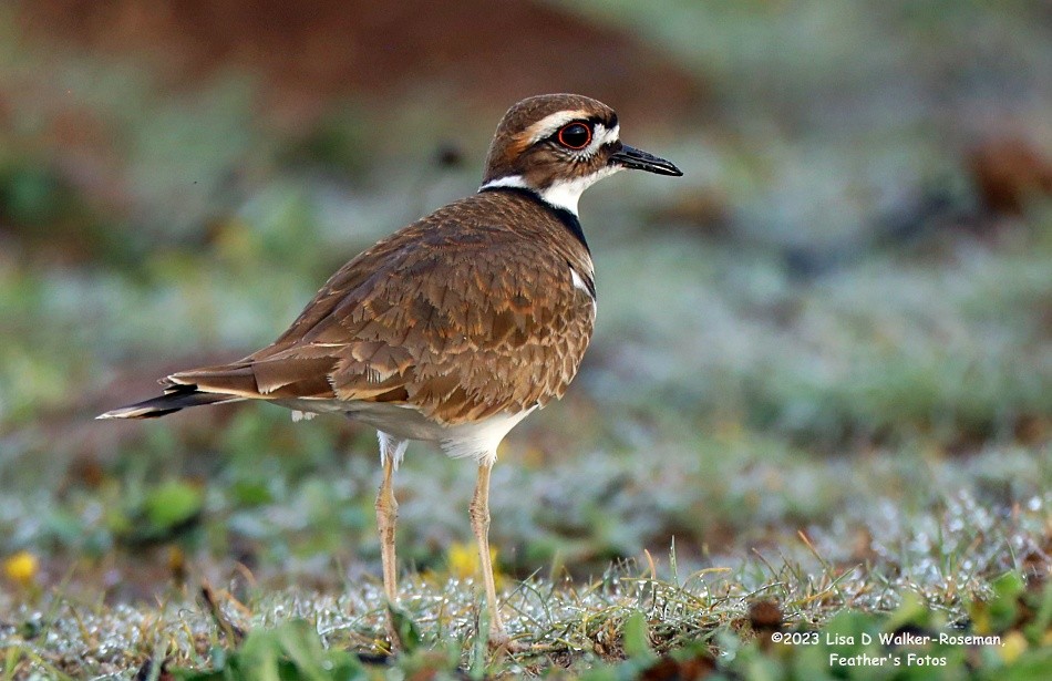Killdeer - ML611062845