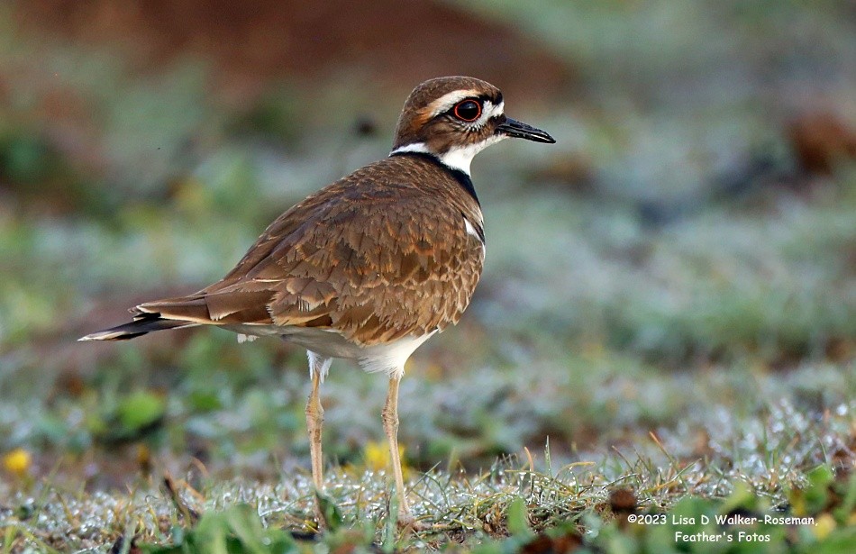 Killdeer - Lisa Walker-Roseman