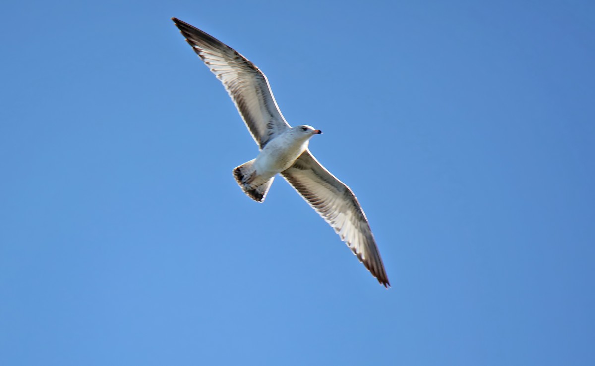 Ring-billed Gull - ML611062907