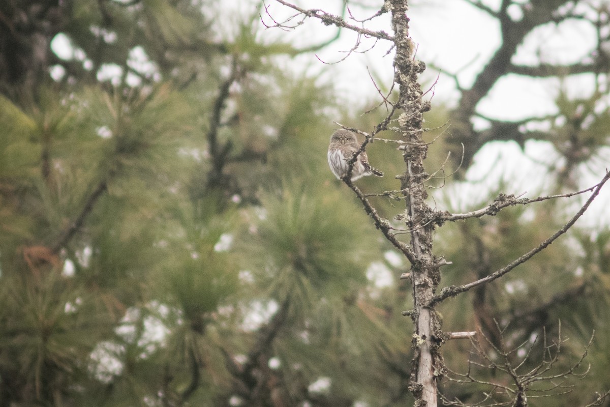 Northern Pygmy-Owl - ML611063007