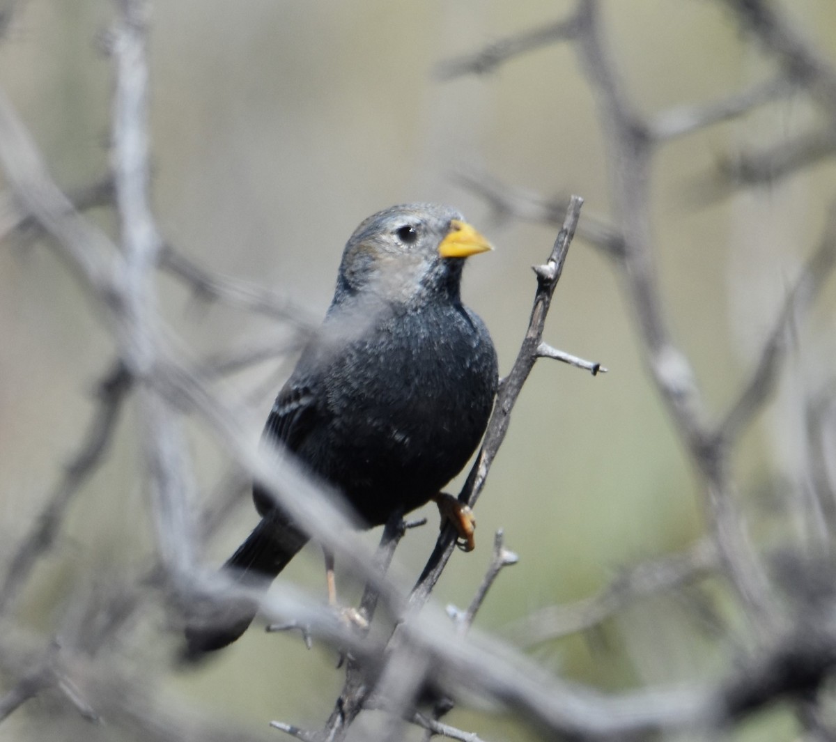 Carbonated Sierra Finch - Victor Leber