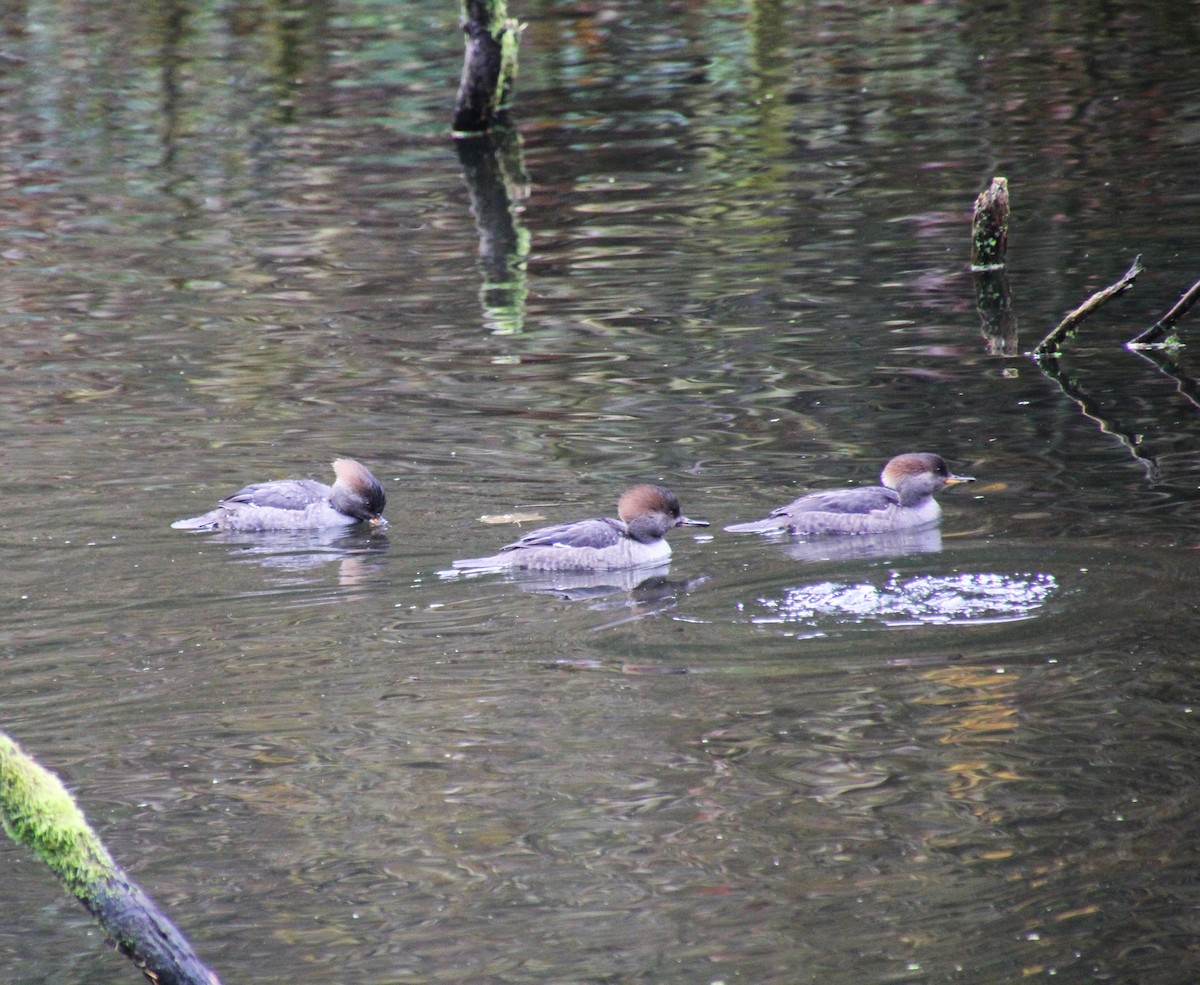 Common Merganser - Scott Kramer