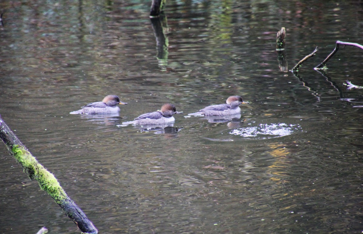 Common Merganser - ML611063059