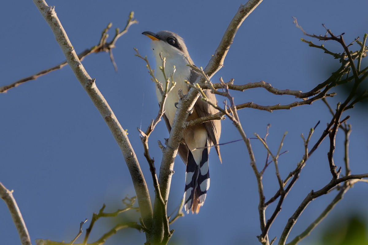 Mangrove Cuckoo - ML611063118