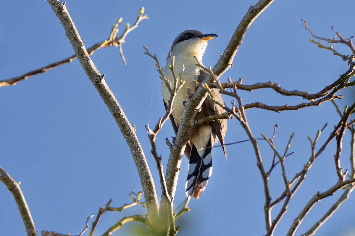 Mangrove Cuckoo - ML611063119