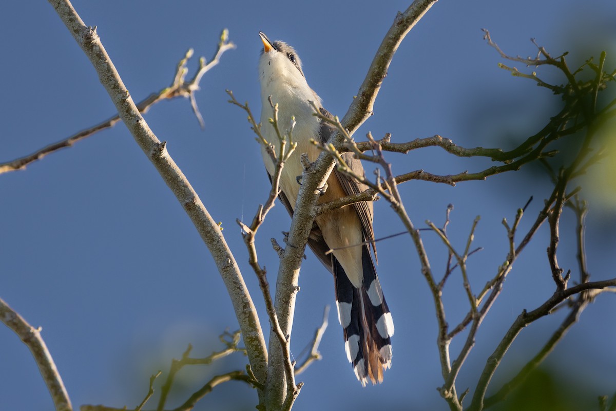 Mangrove Cuckoo - ML611063141