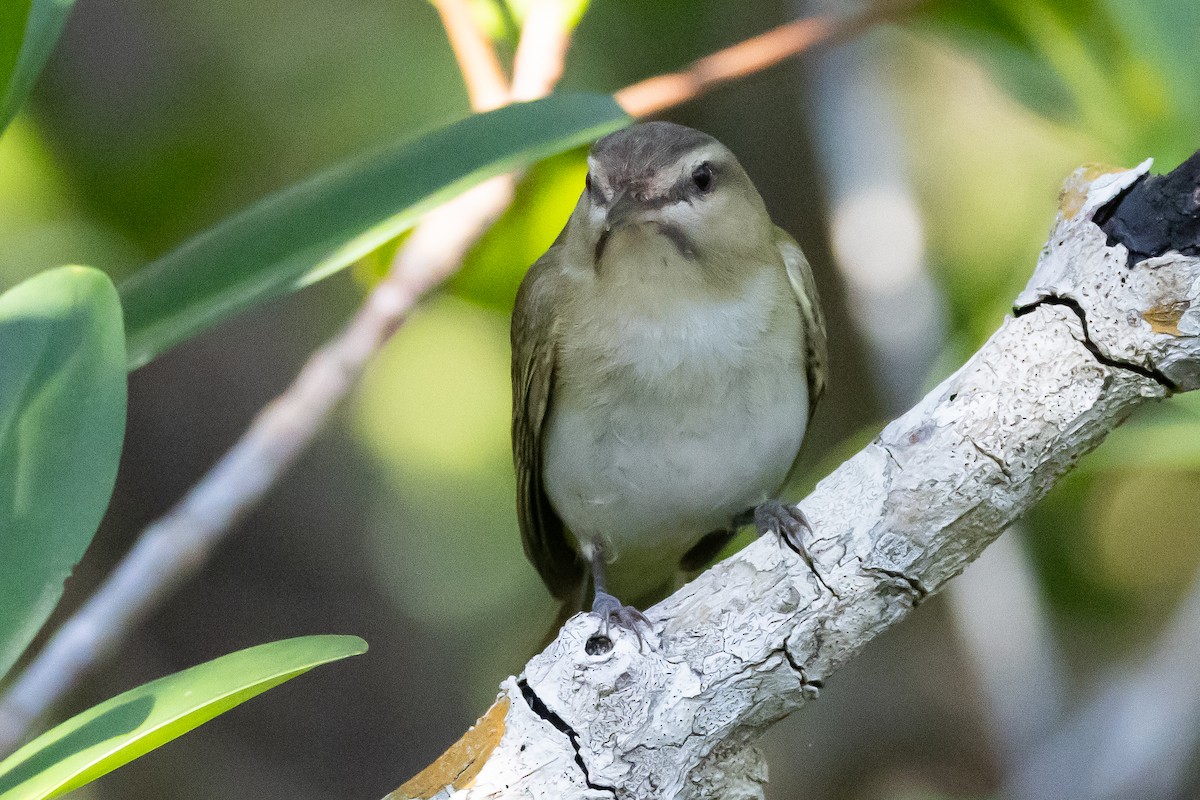 Black-whiskered Vireo - ML611063208