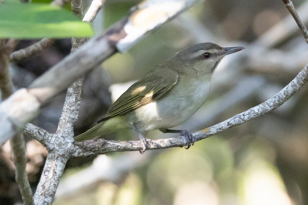 Black-whiskered Vireo - ML611063210