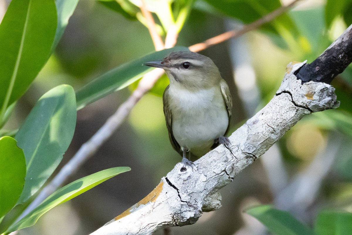 skjeggvireo - ML611063211