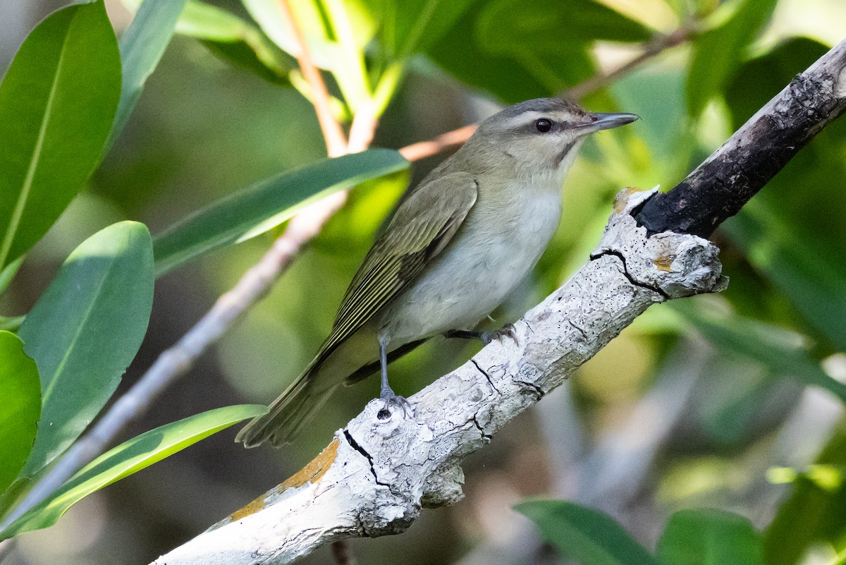 Black-whiskered Vireo - ML611063212